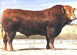 B.B. (hình 2.15) là giống bò chuyên dụng thịt của Bỉ. Màu lông chủ yếu là màu trắng, xanh lốm ñốm, trắng lốm ñốm. Bò có cơ bắp rất phát triển.