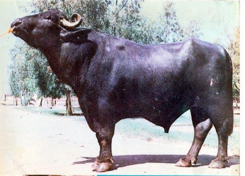 Bò có màu lông ñỏ sẫm. Kết cấu ngoại hình vững chắc. Ngực sâu, có yếm to, dày, nhiều nếp gấp. Lưng thẳng, phẳng. Da mỏng, lông mịn. Khi trưởng thành bò ñực có khối lượng 850-900kg, bò cái 630-720kg.