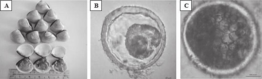 Hình 1. Vật liệu nghiên cứu (A: Nghêu; B: Bào tử nghỉ P. olseni giai đoạn 1 tế bào; B: Bào tử nghỉ P. olseni giai đoạn n tế bào) 2. Phương pháp nghiên cứu 2.1. Bố trí thí nghiệm Khoảng 2 x 10 5 bào tử động/ml và 13 bào tử nghỉ/ml của Perkinsus olseni được cho vào nước biển trong thùng xốp, thể tích nước là 3 lít chứa 10 cá thể nghêu không bị nhiễm P.