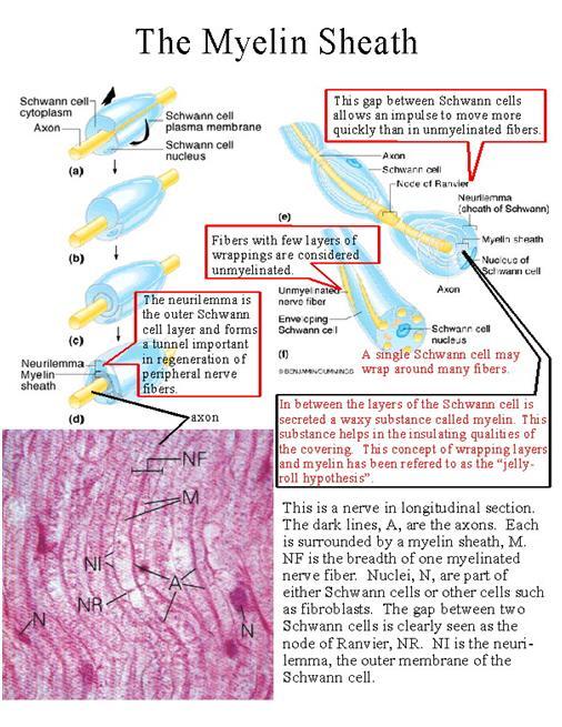 Hình 3: Bao myelin ở hệ thần kinh ngoại biên có chứa tế bào Schawann. Không phải tất cả sợi thần kinh đều được myelin hóa nhưng hầu hết sợi chủ ý đều được myelin hóa.