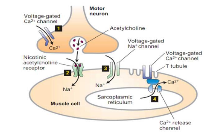 Sự co cơ và sự mở kênh acetylcholinegated cation Hình 6: Trình tự hoạt hóa sự co cơ.
