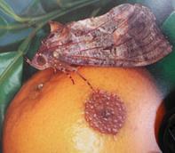 Tác hại của ngài chích hút trái là còn làm cho các vi sinh vật, nấm gây bệnh tấn công.