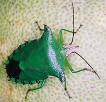 Bọ xít xanh (Rhynchocoris humeralis) Tập tính và khả năng gây hại Cả con trưởng thành và ấu trùng đều chích hút từ khi trái non. Chỗ vết chích có 1 chấm nhỏ và 1 quầng màu nâu.