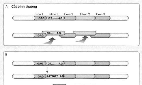 Đột biến đổi khung thường làm xuất hiện một codon vô nghĩa sau vị trí đột biến dẫn đến việc cắt ngắn chuỗi polypeptide. 3.