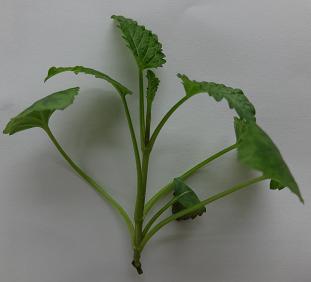 Quy trình nhân giống in vitro cây Đan sâm (Salvia miltiorrhiza Bunge) Bảng 3.