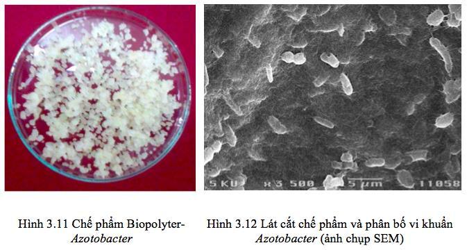 Bằng phƣơng pháp RSM-CCD, chúng tôi đã tối ƣu tổng hợp đƣợc 5 giá trị yếu tố quan trọng nhất ảnh hƣởng đến quá trình lên men bán rắn tạo chế phẩm Biopolyter-Azotobacter.