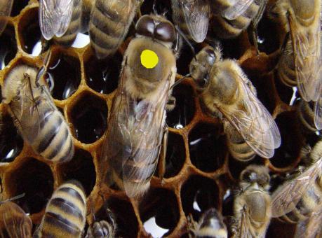 4 + Tách chúa khỏi đàn để đàn ong cảm thấy mất chúa và chọn một số trứng và ấu trùng ong thợ từ 1 đến 3 ngày tuổi ở các