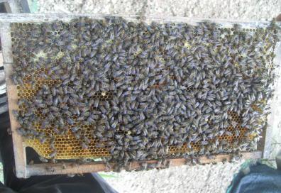 Ong chúa + Loại bớt cầu cũ để ong bám dày lên các cầu còn lại nhằm làm cho đàn ong chật trội giống như trạng thái chia