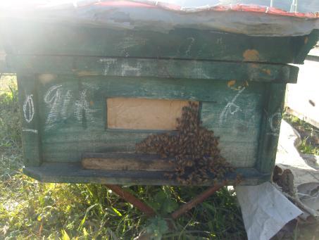 6 + Đàn nuôi dưỡng ( là đàn nuôi các mũ chúa): Đàn mạnh có nhiều ong non ở tuổi tiết sữa, trong đàn dư thừa thức ăn, không bị bệnh.