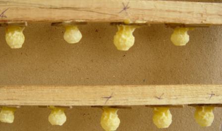 Nếu vào vụ ít mật nhưng đủ phấn thì trước khi di trùng 1 2 ngày phải cho đàn mẹ và đàn nuôi dưỡng ăn thêm để ong tiết sữa