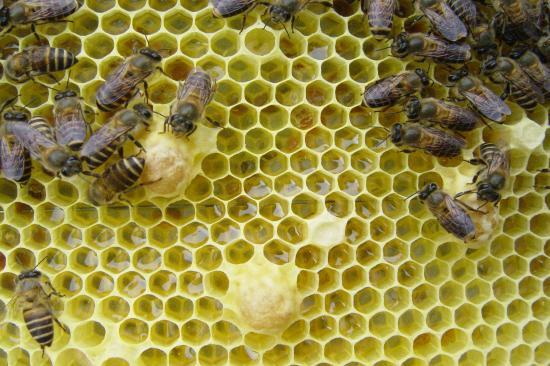 13 - Vặt bỏ các mũ chúa cấp tạo để ong tập trung sữa nuôi các ấu trùng được di trên cầu tạo chúa và tránh có mũ chúa cấp tạo nở trước sẽ phá hủy các mũ chúa được di trên cầu chúa. Hình: 1.30.