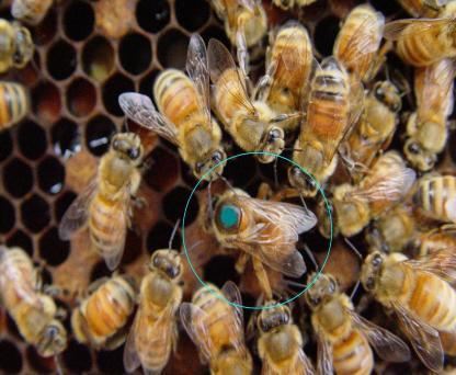 Ong chúa nhốt trong lồng - 24 giờ sau, kiểm tra nếu thấy + Chỉ có một vài ong thợ mớm cho ong chúa phía ngoài lồng là ong đã làm quen với chúa mới có thể thả chúng ra.