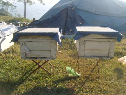 Chia đều số cầu ong Bước 2: Theo dõi ong đi làm về đều 2 thùng là được.