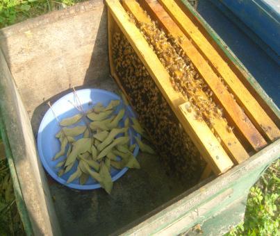 21 2. Nhập ong - Nhập ong là mang toàn bộ đàn ong hoặc cầu ong gồm: + Bánh tổ + Ong trưởng thành Hình: 2.6.