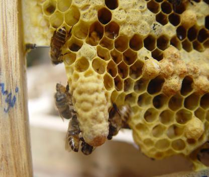2 - Vào mùa chia đàn tháng 3 4, nhiều đàn ong có mũ chúa chia đàn.