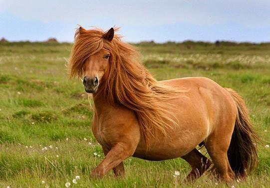 Icelandic horse nổi tiếng là ngựa đẹp, vì ở vùng lạnh
