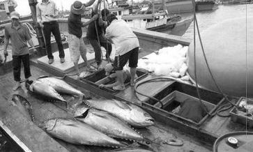 thôn (NN&PTNT) Nguyễn Xuân Cường khẳng định, quyết tâm của Việt Nam là khắc phục được thẻ vàng của Ủy ban Châu Âu (EC), từ đó hình thành nghề cá phát triển bền vững, có trách nhiệm với đại dương,