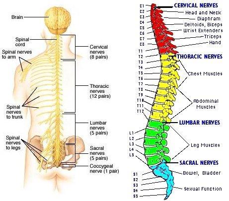 Xương cùng và xương cụt gồm năm hoặc sáu xương cột sống dính với nhau tạo thành khung xương chậu.