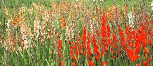 HƯỚNG DẪN TRỒNG GLADIOLI (Bản tóm tắt) Chi tiết xem tại WWW.STOOPFLOWERBULB.NL Hoa lay-ơn vốn là loài hoa vùng cận nhiệt đới và có thể dễ dàng trồng ở những cánh đồng rộng.
