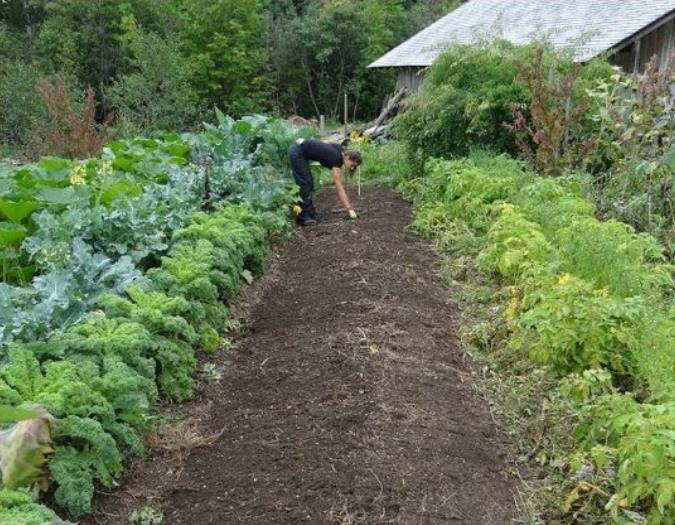 Hiện nay, ngoài phương pháp trồng rau trên đất truyền thống, có rất nhiều phương pháp, mô hình trồng rau mới không cần sử dụng đất, bạn có thể tìm hiểu như: trồng rau thủy canh, khí canh, Căn cứ vào