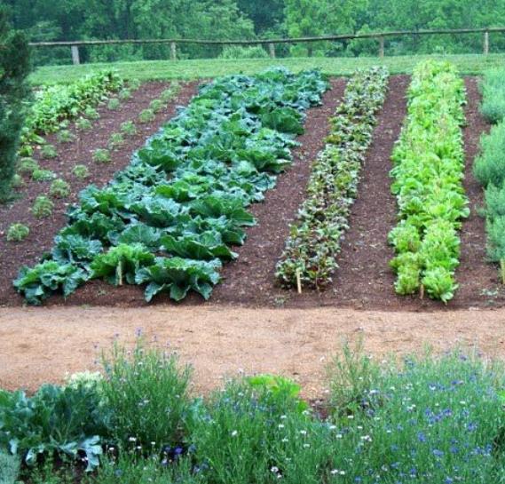 Ví dụ trên ban công, sân thượng: có thể trồng vào các thùng xốp hoặc trong chậu, hoặc hiện đại hơn có thể lắp đặt hệ thống trồng rau thủy canh, khí canh; khu vực có đất trống thì có thể trồng rau