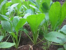 MỘT SỐ LOẠI RAU VÀ MÙA TRỒNG 1. Rau cải ngọt Cải ngọt( Brassica sp; Họ: Crusiferea) là một trong những cây rau dễ trồng, nhanh cho thu hoạch, chỉ từ 25 đến 30 ngày.