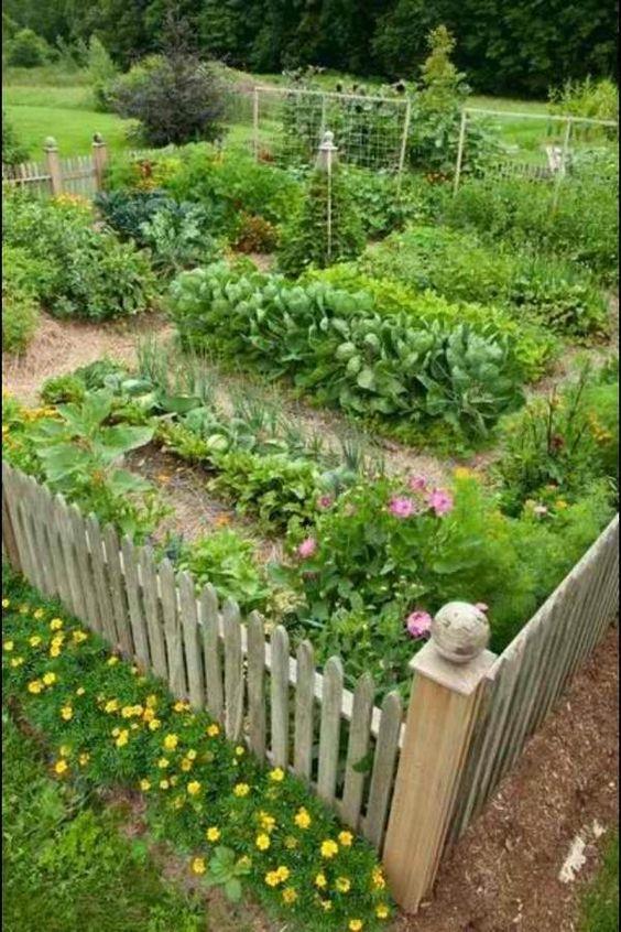 Gợi ý các khu vực có thể trồng rau như: cạnh hàng rào; lối cổng vào; trên ban công, sân thượng; hay mảnh đất trống,... Các yếu tố bạn cần quan tâm ngoài đất trồng, đó là: Ánh sáng và nước.