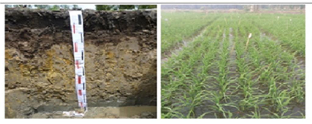 1 GIỚI THIỆU Đồng bằng sông Cửu Long (ĐBSCL) là vựa lúa của cả nước, hàng năm cung cấp trên 50% sản lượng gạo cho quốc gia, 90% sản lượng gạo xuất khẩu (Thông tấn xã Việt Nam, 2017).