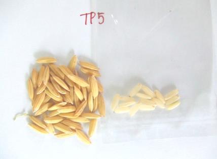Hình 1: Hạt giống Nếp Than (mẹ) Hình 2: Hạt dòng lúa TP5 (cha) Bảng 1 Một số đặc tính hình thái, nông học và phẩm chất của giống/dòng cha mẹ Chỉ tiêu TP5 Nếp than Thời gian sinh trưởng 85-90 ngày Bị