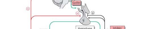Cortex Hypothalamus LH