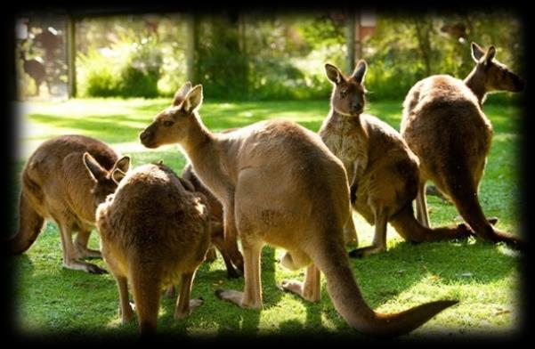 Sáng: Sau khi dùng điểm tâm sáng, Đoàn khởi hành đi tham quan Wildlife Park (Vườn thú hoang dã) nơi bảo tồn những loại động vật quý hiếm của Australia.